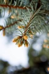 Fresh pine tree sprout, needles and small cones