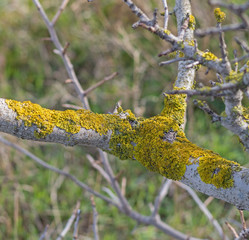 Moss on a tree