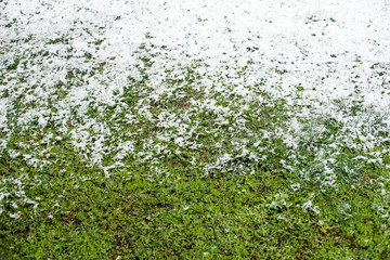 Fototapeta na wymiar Snow on the grass