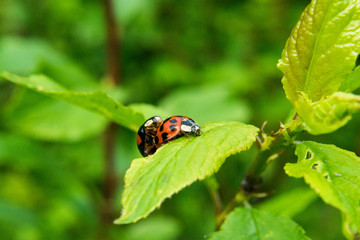 Ladybugs