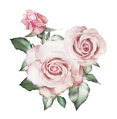 watercolor flowers. floral illustration - pink rose. branch of flowers isolated on white background. Leaf and buds. Cute composition for wedding or  greeting card