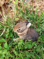  wild baby rabits nest