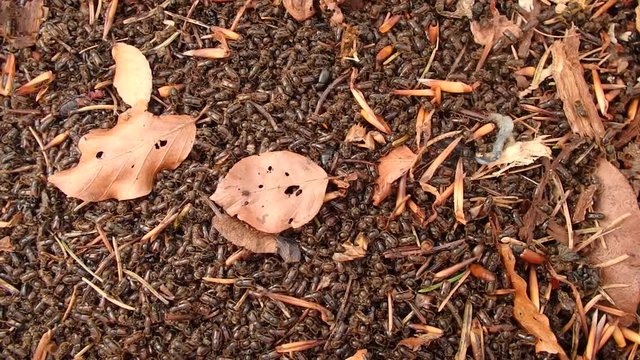 European spruce bark beetle, (Ips typographus)