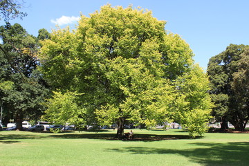 Green tree