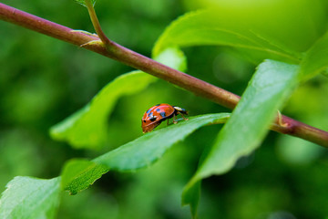 Ladybugs