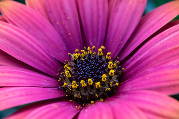 Purple flower