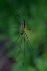 Spider long legs