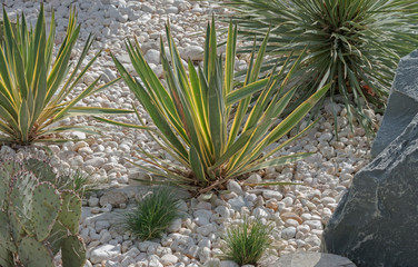 Cactus in the desert