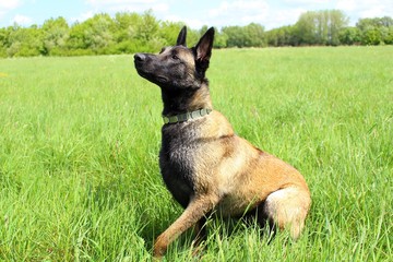 malinois attentif position assis
