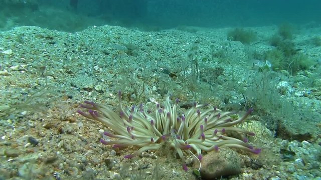 Costa Brava, diving the Mediterranean sea, Anemone, Spain