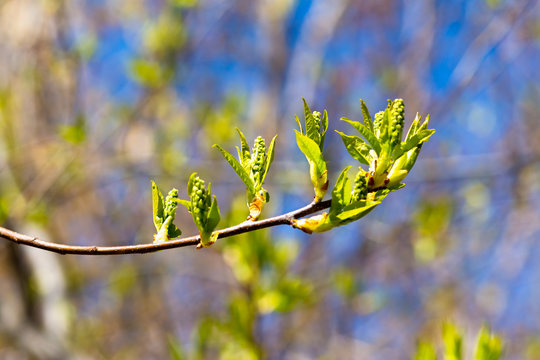 Blooming in spring from buds, young green leaves