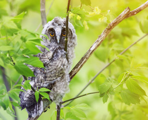  fluffy owl looks sitting among the bright foliage in a Sunny forest