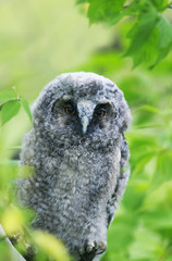 funny bird owl with fluffy feathers among the green foliage