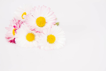 Daisies bouquet on a white background