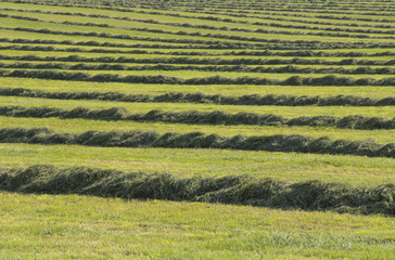 meadow with hay rows