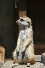 Fototapeta premium a cute meerkat is standing and looking for something on sunny day.