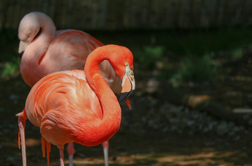 American flamingo (orange) with blurred Chilean flamingo (pink) as background