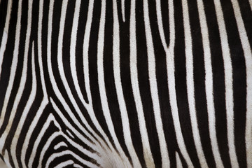 Fototapeta na wymiar Zebra Muster