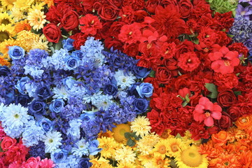 beautiful colorful flowers background