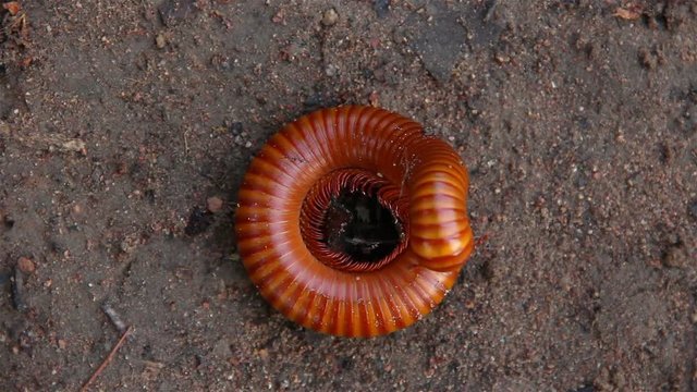 Millipede squat on wet ground.Millipedes are arthropods in the class Diplopoda, which is characterised by having two pairs of jointed legs on most body segments.