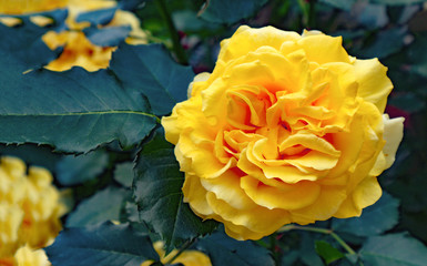 close up on beatiful yellow rose in the garden