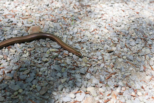 Blindworm front part on pebbled path