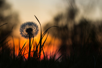 Dandelion flower on its end of life taken during sunset in the background.