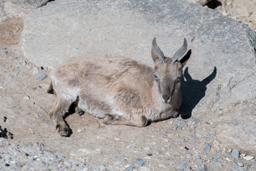 Markhor Jungtier