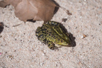 Teichfrosch