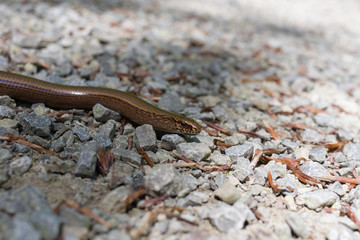 Blindworm profile face on pebbled path