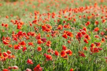 Poppy farming, nature, agriculture, blooming, summer flowers concept - industrial farming of poppy flowers - close-up on flowers and stems of the red poppies field. Summer mood.