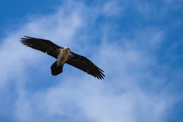 gypaete barbue