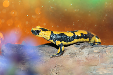 Salamander 05