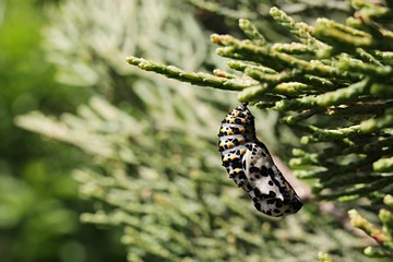 Chrysalis cocoon of butterfly from Papilio family hanging on branch of Mediterranean Cypress Cupressus sempervivens