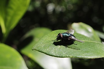 Lucilia Caesar, fly of Caliphoridae family sunbathing on Skinny Rhododendron leaf