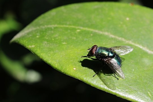 Lucilia Caesar, fly of Caliphoridae family sunbathing on Skinny Rhododendron leaf