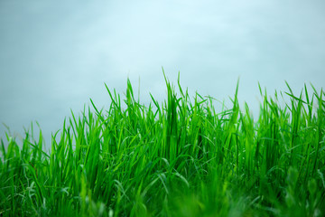 spring nature, green grass on blue sky background, copy space