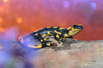 Salamander09