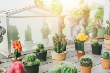 Cactus plant pot garden on wood table, modern natural home miniature green corner decoration.