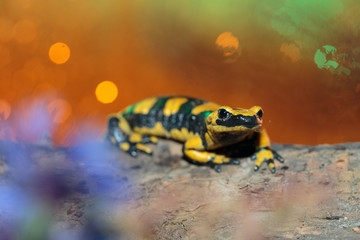 Salamander07