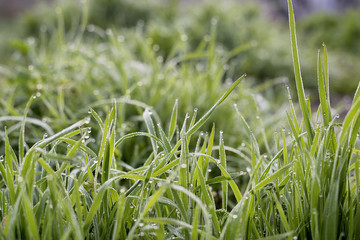 Water drops on blades of grass.Grass bokeh. Beauty nature background.