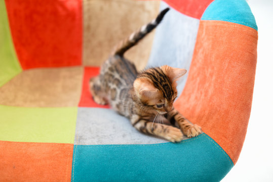 Cute Bengal kitten in a multi-colored chair