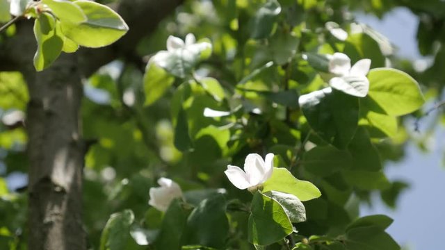 Cultivated quince tree branches close-up 4K 2160p 30fps UltraHD footage - Blue sky and Cydonia oblonga spring flowers 3840X2160 UHD video
