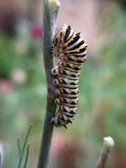 Caterpillar 3