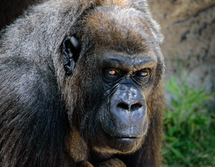 Gorilla