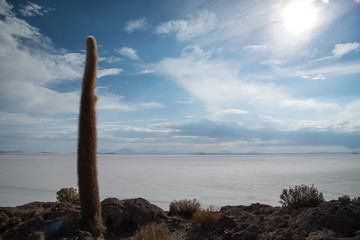 Kaktusinsel Salar de Uyuni Bolivien