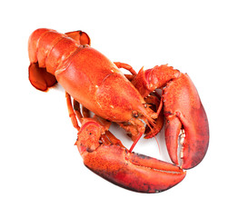 Red lobster isolated on white background