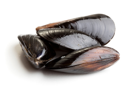 Black mussels isolated on white background