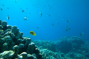 Fototapeta na wymiar coral colony on a reef