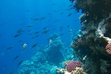 coral colony on a reef